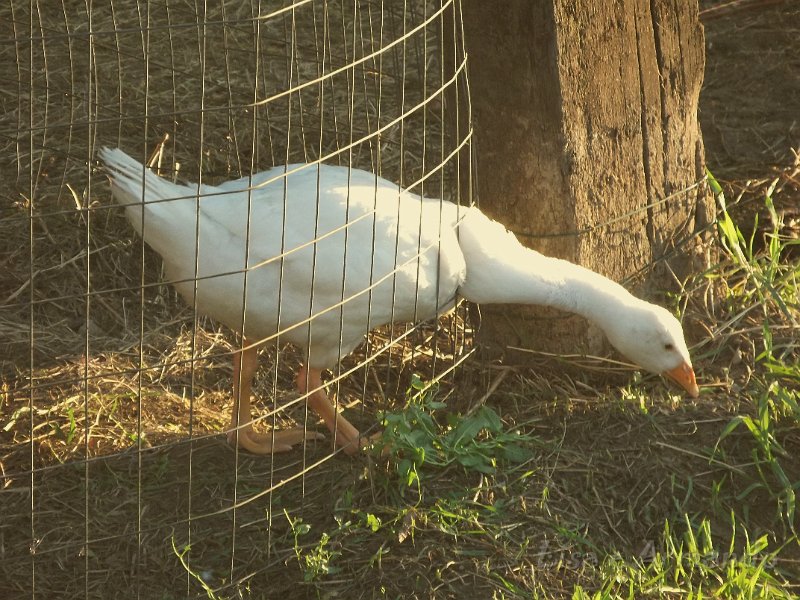 non allungare il collo.JPG